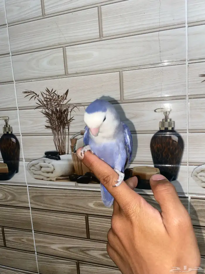 روز فايلت اليف 4