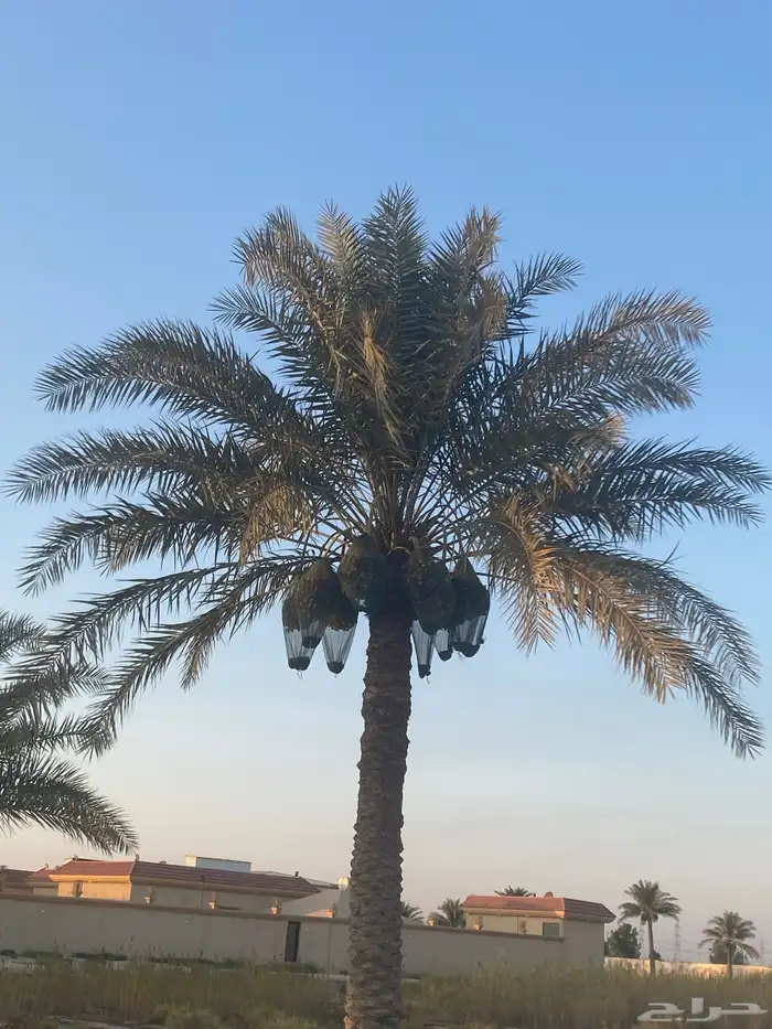 نخل أخلاص شيشي وغيره 0
