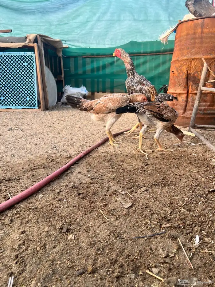 طقم شامو ياباني بشاير 2