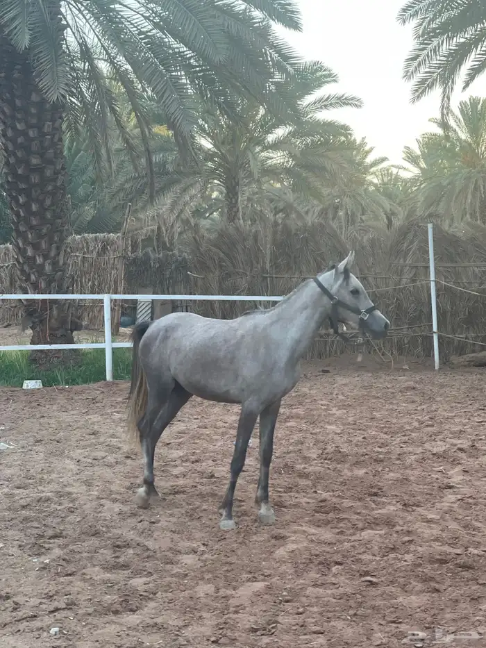 مهره 0