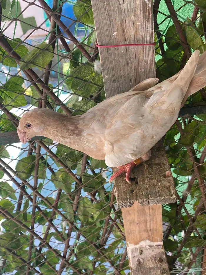 طيره هومر 0