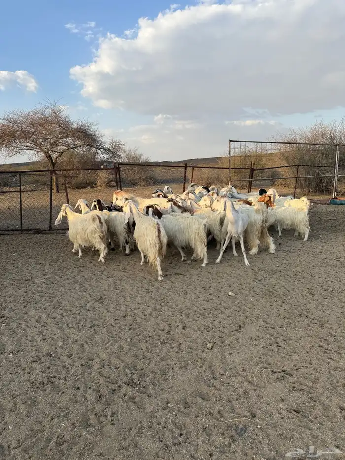 معزاء مصريات 1