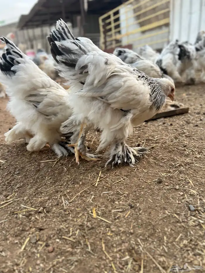 دجاج براهما كولومبي 4