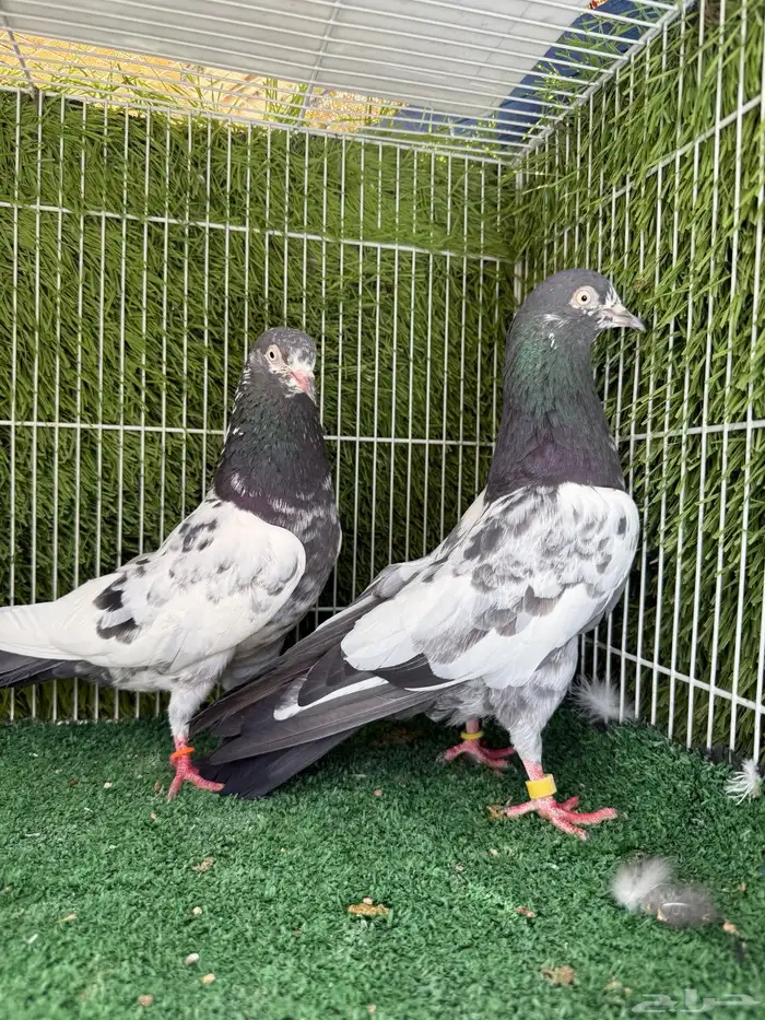 جوز تيدي اساس توب مستوى 7