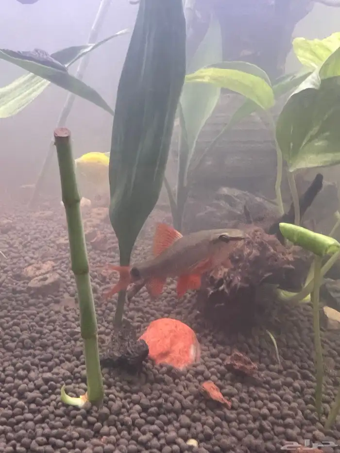 سمك قرش رينو فيش بصحة ممتازة للبيع عدد اثنين 0