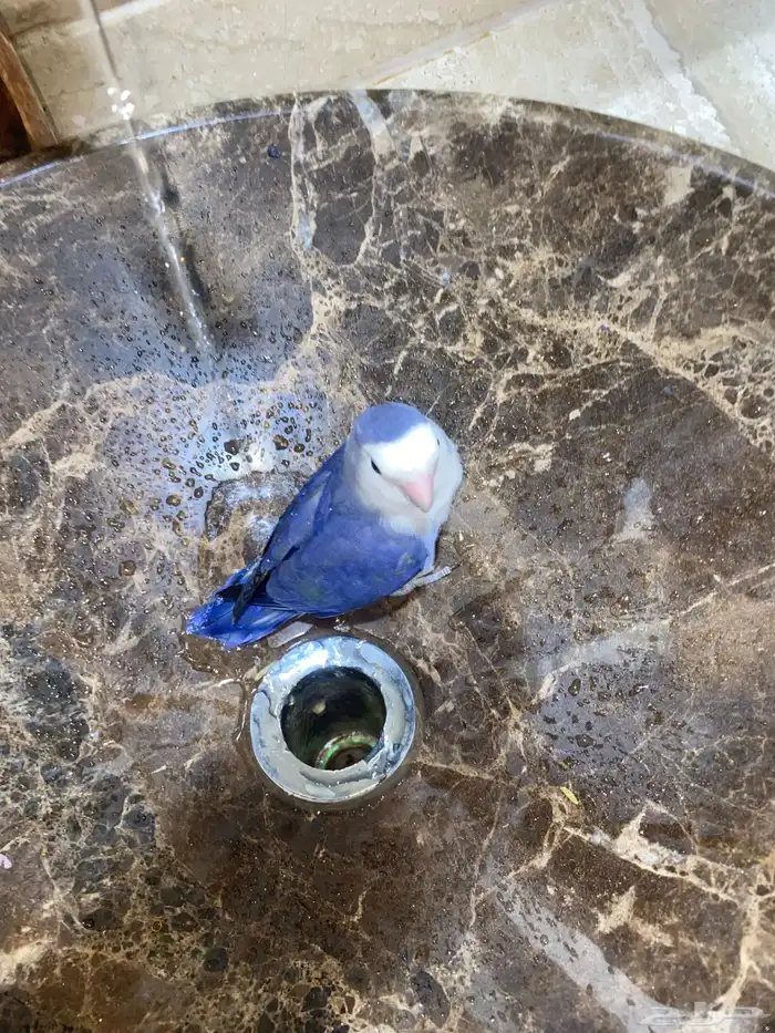 روز فايلت اليف 3