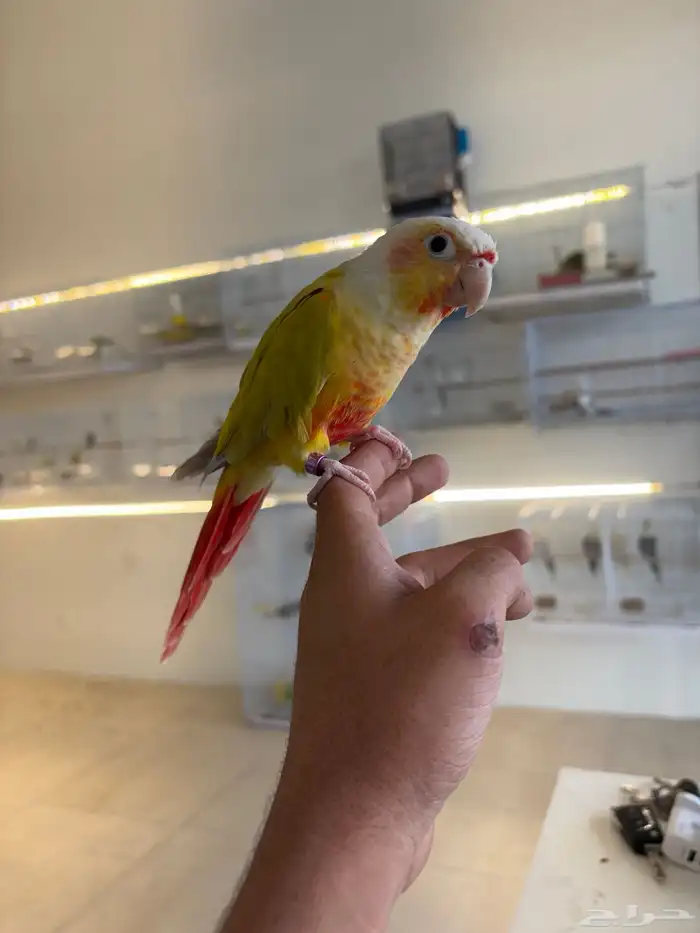 صن شيك متكلم هدد صوته واضح 2