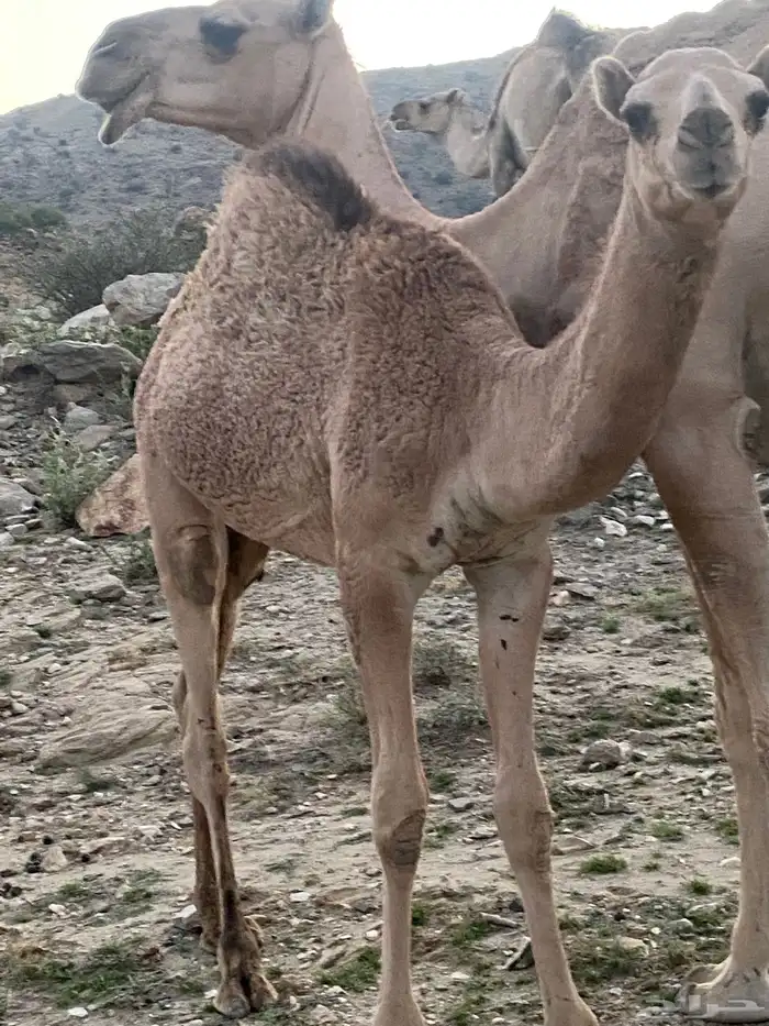 اعرض لكم قعدان بلدي على حليم الاعمار من 8 اشهور وحول 0