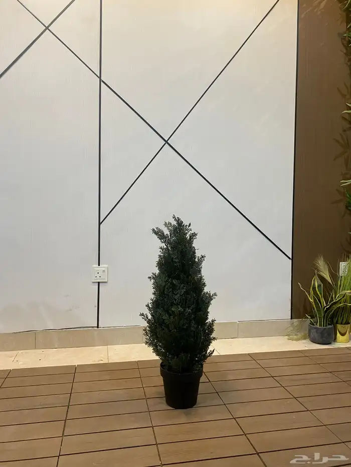 أشجار عرض اليوم الوطني 95 14