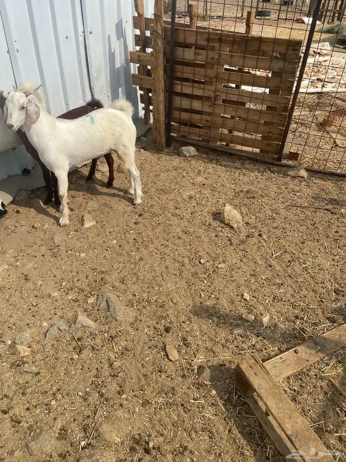 تيس بيشي العمر 9. اشهر مخصي نظيف فل شحم مولد عندي من حلالي 2