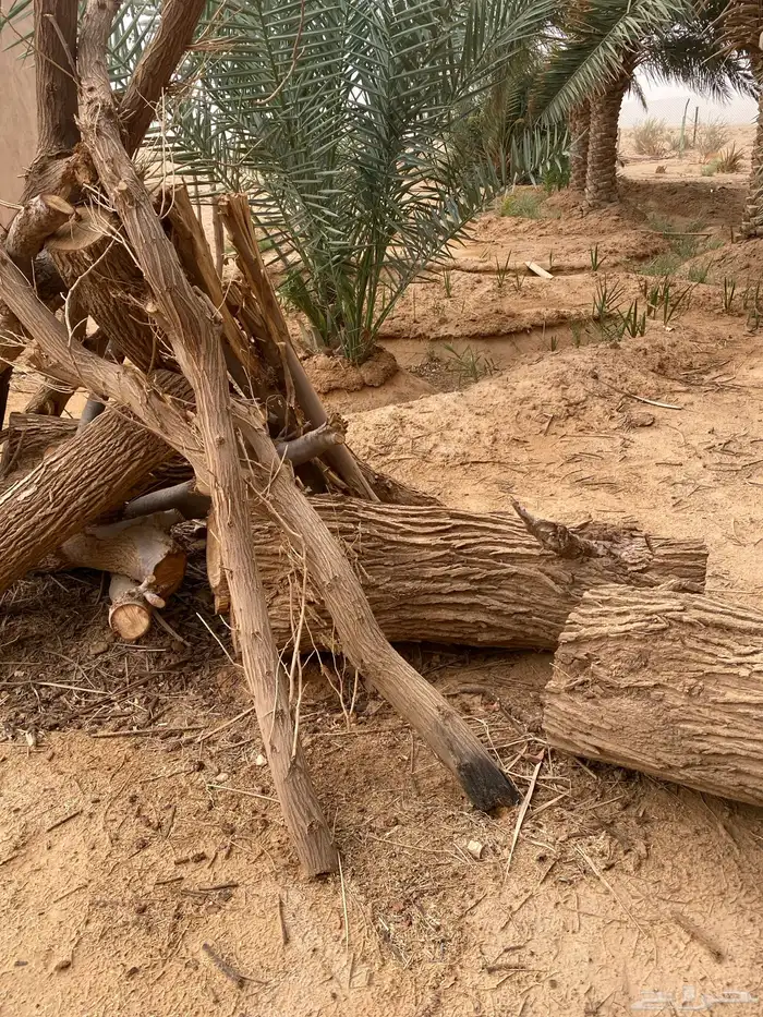 يوجد نخيل زينة يختلف في الطول 5متر6متر7متر 8
