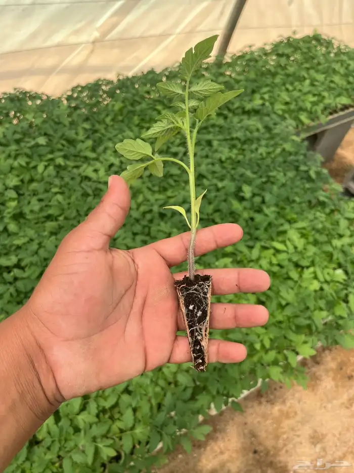 شتلات طماطم محمي وبيدجان 2