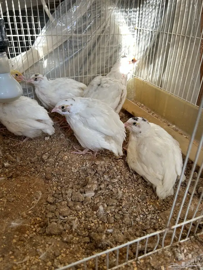 سمان تكساس تم البيع 4