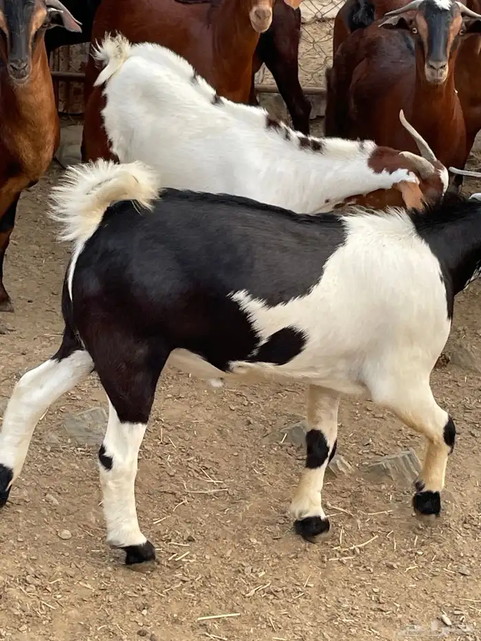 تيوس 4