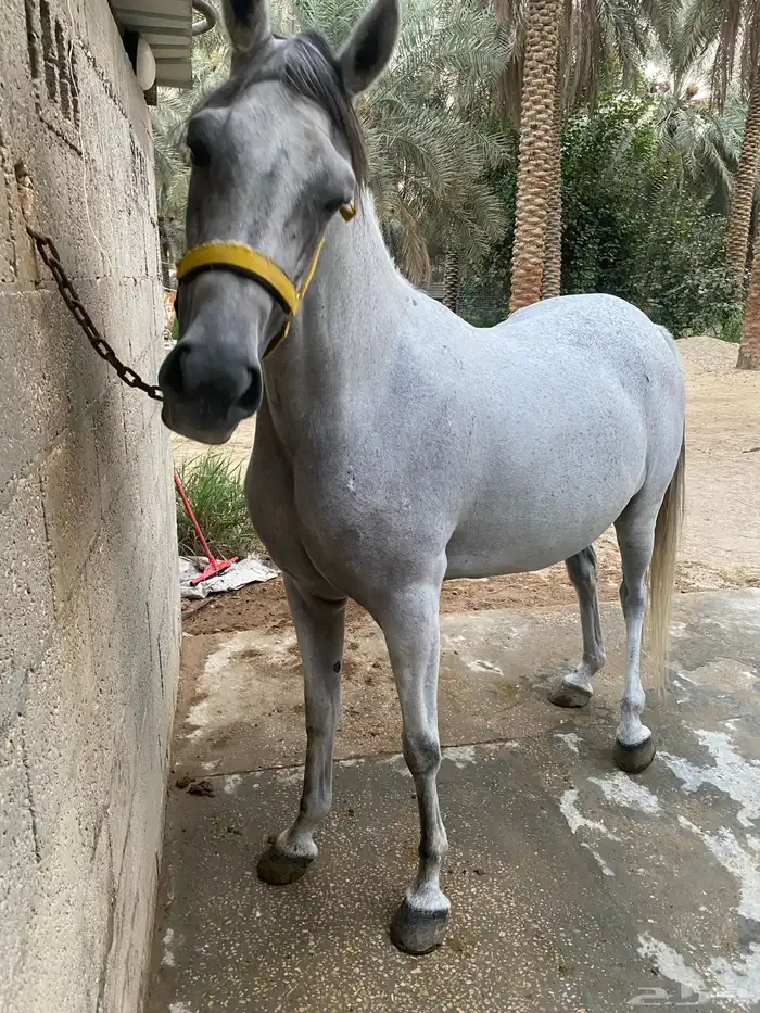 فرس عربية شعبية 3