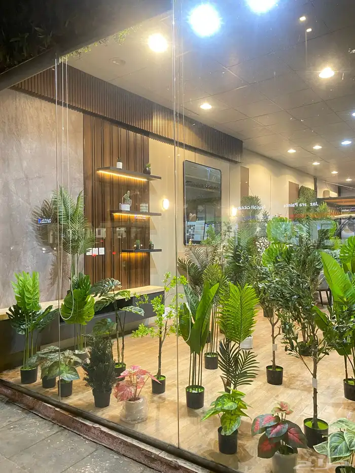 أشجار عرض اليوم الوطني 95 12