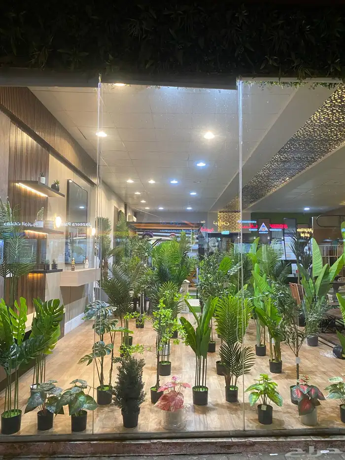 أشجار عرض اليوم الوطني 95 2