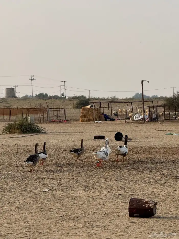 وز العدد8 2