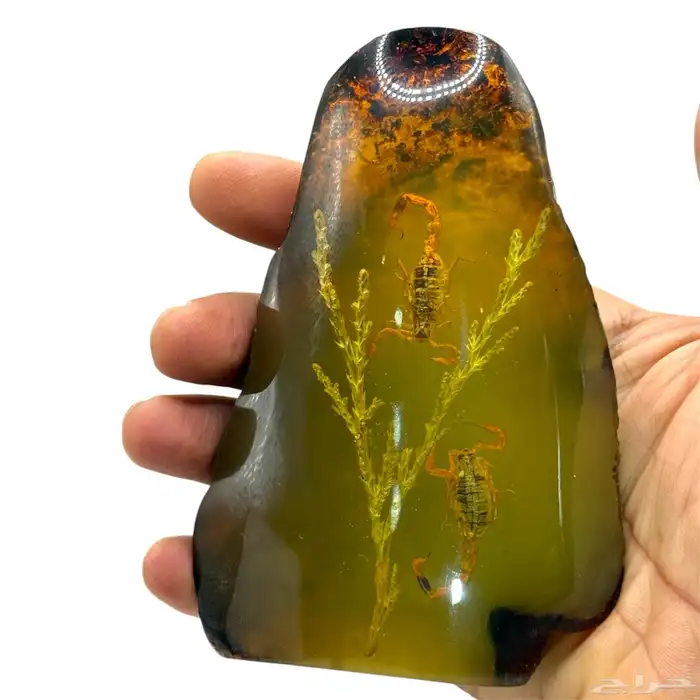 قطع كهرمانيات فسفوري مضيء محشر عقارب وأحياء بحريه 7