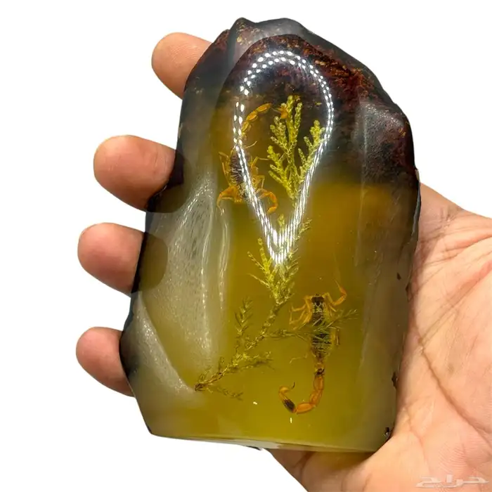 قطع كهرمانيات فسفوري مضيء محشر عقارب وأحياء بحريه 8