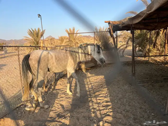 فرس شعبيه للبيع 4