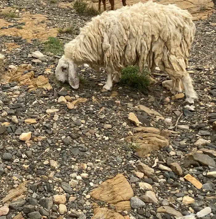 شاة للبيع سنها جامع شباب حايل 0