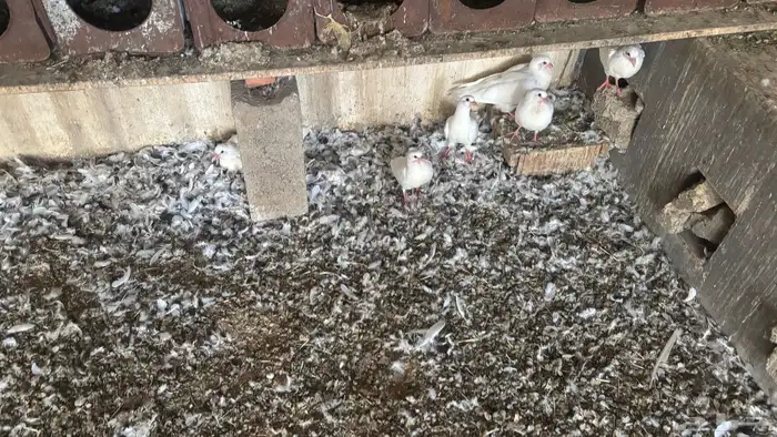 زغليل حمام فرانسي 0