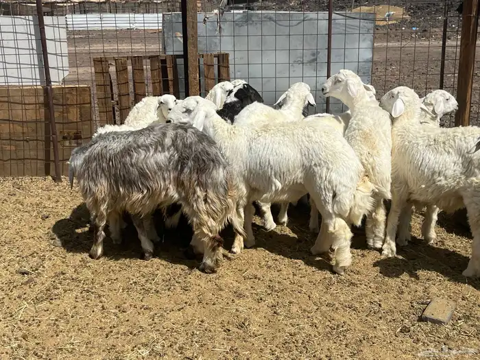 بهم ضان 15 فيها 3 رخال 2