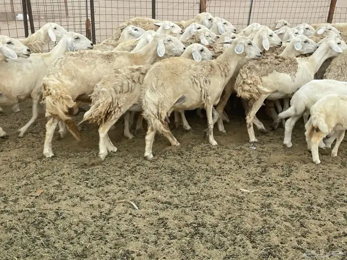 غنم خلفات ودفيع 6