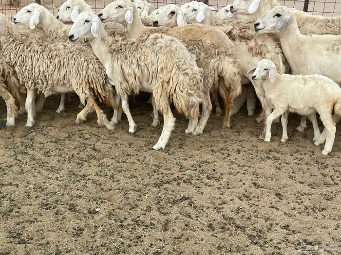 غنم خلفات ودفيع 4