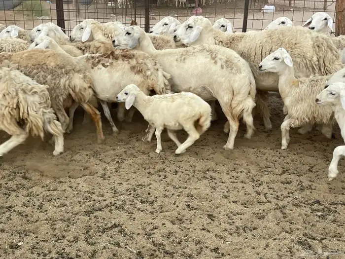 غنم خلفات ودفيع 5