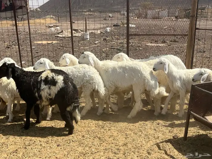 بهم ضان 15 فيها 3 رخال 9