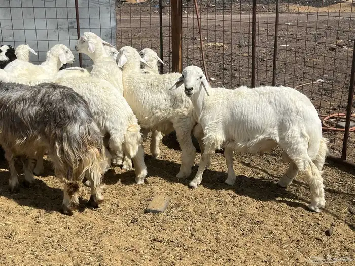 بهم ضان 15 فيها 3 رخال 1