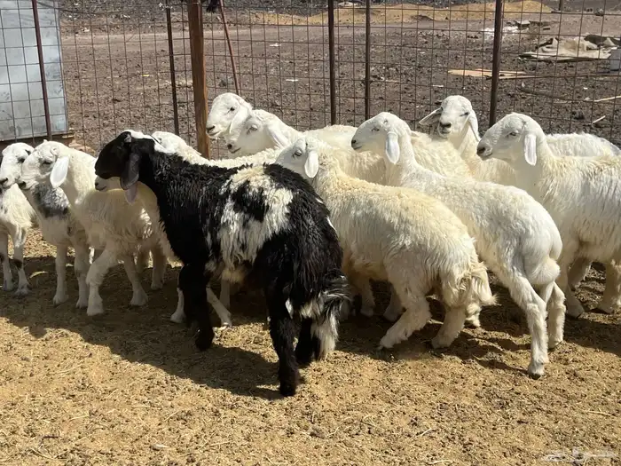 بهم ضان 15 فيها 3 رخال 7