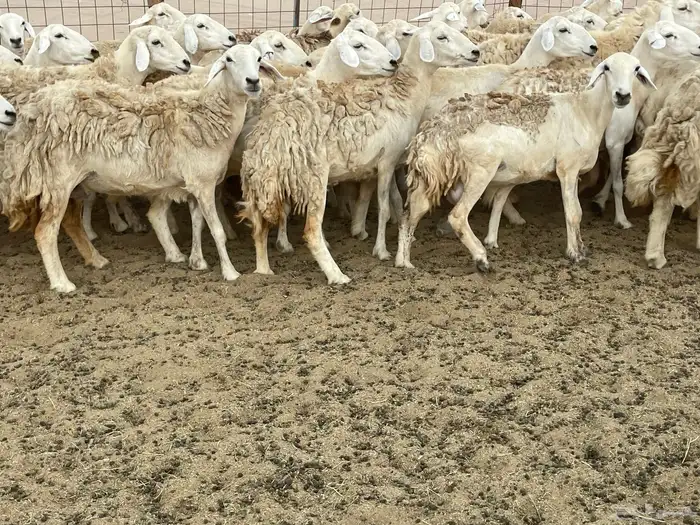 غنم خلفات ودفيع 10