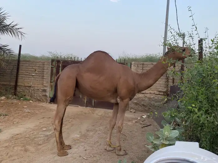 قعود مشروع فحل 2