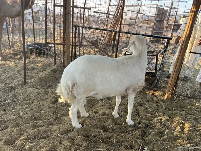 طلي حري مشروط (تم البيع) 3