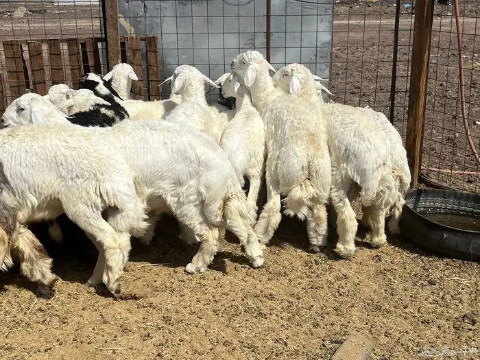 بهم ضان 15 فيها 3 رخال 4