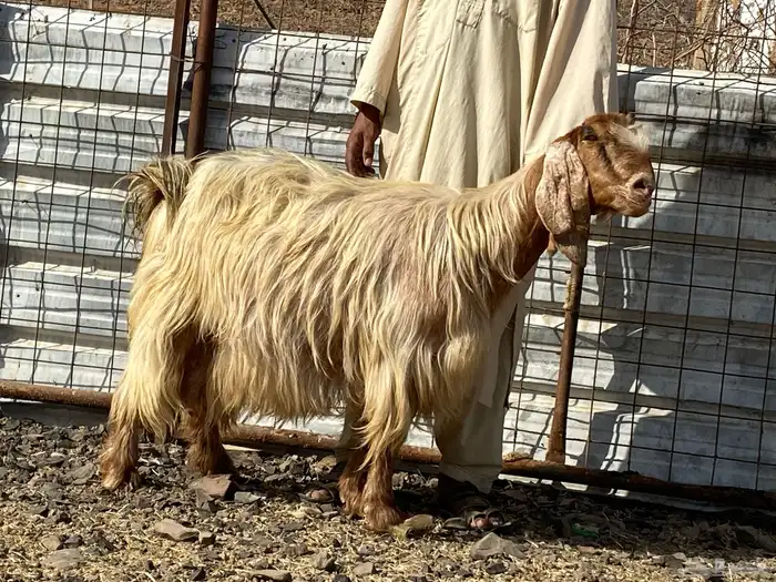 عنز مصريه صنف صفرا دافع فحص سونار 2