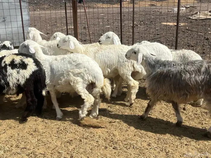 بهم ضان 15 فيها 3 رخال 6