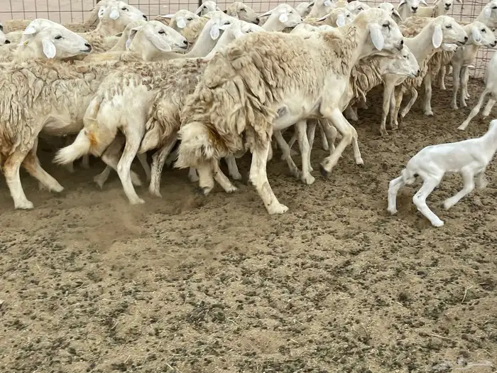 غنم خلفات ودفيع 13