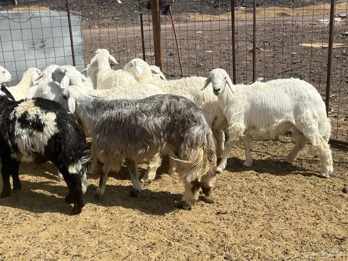 بهم ضان 15 فيها 3 رخال 5