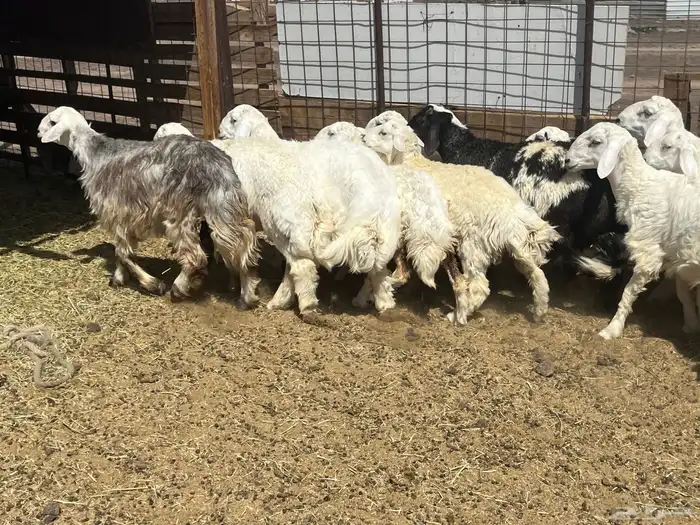 بهم ضان 15 فيها 3 رخال 3