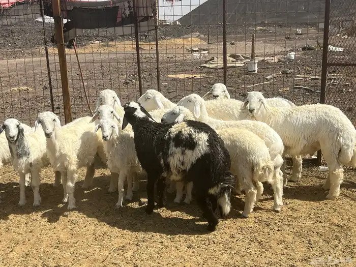 بهم ضان 15 فيها 3 رخال 8