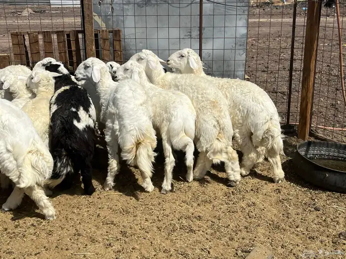 بهم ضان 15 فيها 3 رخال 0