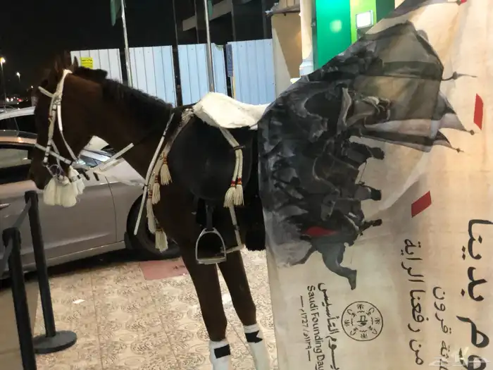 ايجار بوني سيسي خيل جمل لليوم الوطني 7