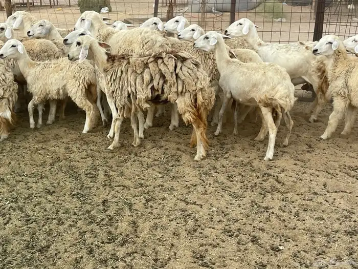 غنم خلفات ودفيع 8