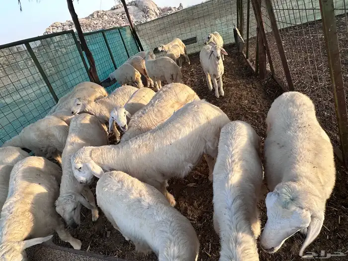 بهم تربية حري طليان ورخال 0