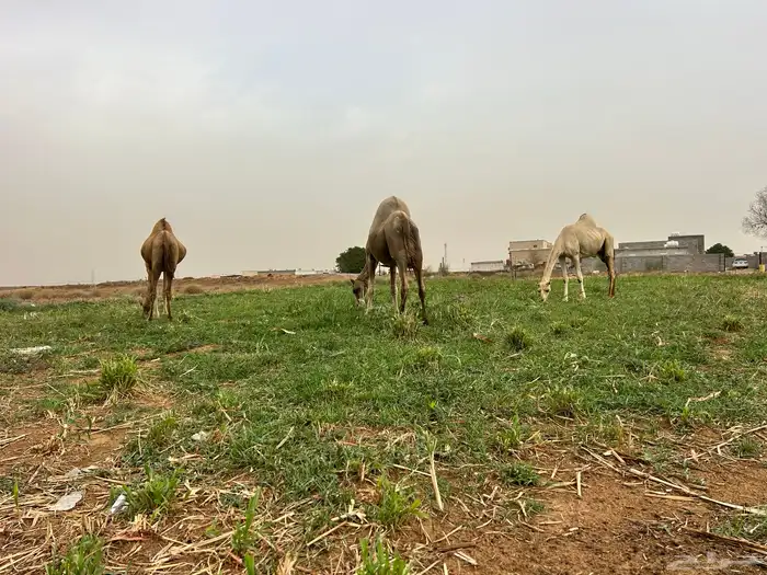 نياق لبيع واحدة ثمانية اشهر وحده مري ووحدة بايع ولدها 3