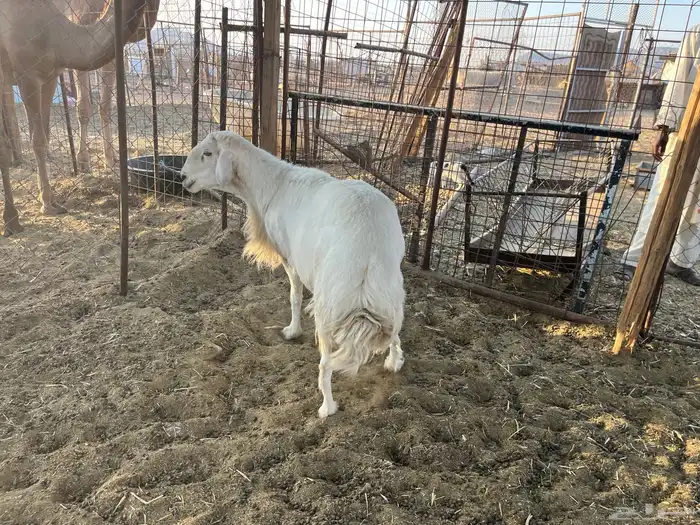 طلي حري مشروط (تم البيع) 4